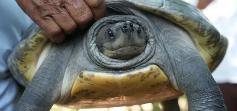 សត្វជិតផុតពូជ អណ្ដើកហ្លួង ២០ ក្បាលត្រូវបានលែងឱ្យចូលដែនធម្មជាតិនៅកម្ពុជា